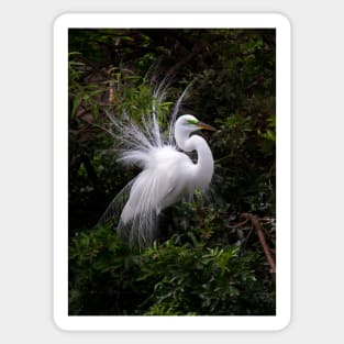 On Display - Great Egret Sticker